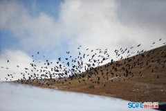 再到不雅影后的贴心